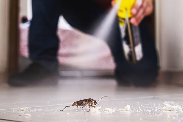 Best Emergency Pest Control  in Beechwood, MI