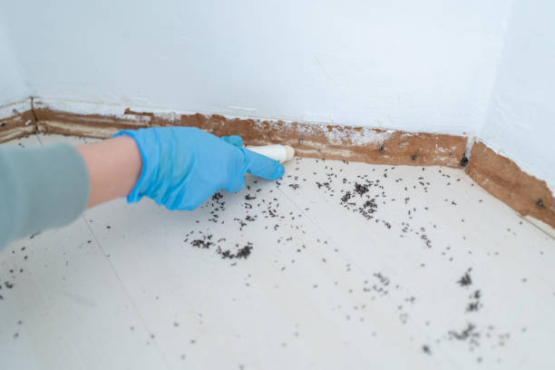 Best Pest Control Near Me  in Beechwood, MI